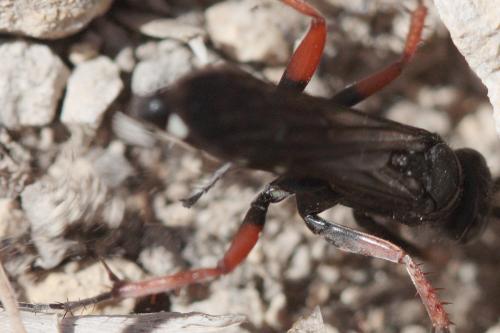 Réf. 61 454 : Episyron albonotatum