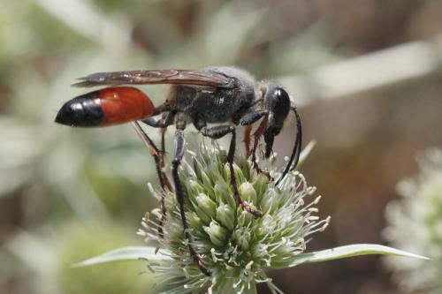 Réf. 61 027 : Sphex funerarius