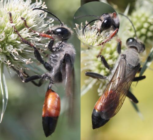 Sphex funerarius