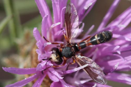 Réf. 61 253 : Physocephala vittata