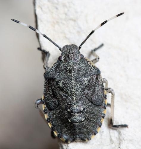 Rhaphigaster nebulosa