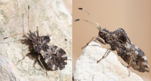 Réf. 61 221 : Centrocoris variegatus