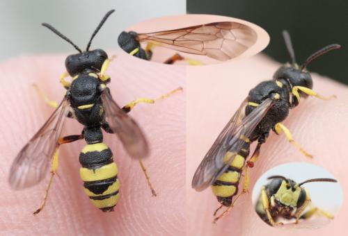 Cerceris rybyensis