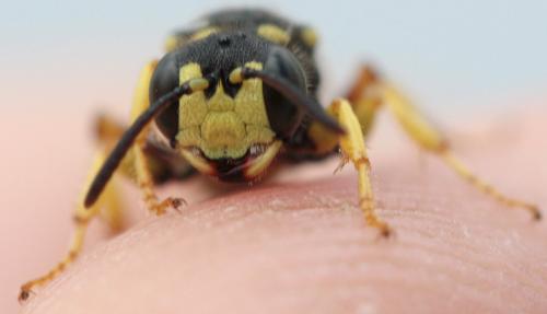 Cerceris rybyensis