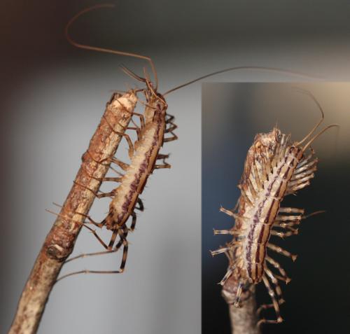 Réf. 61 282 : Scutigera coleoptrata