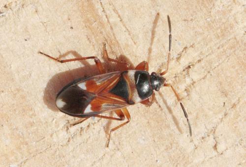 Raglius alboacuminatus