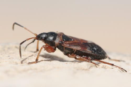 Raglius alboacuminatus