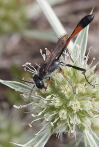 Ammophila heydeni