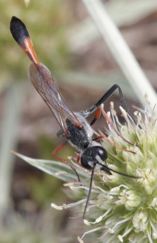 Ammophila heydeni