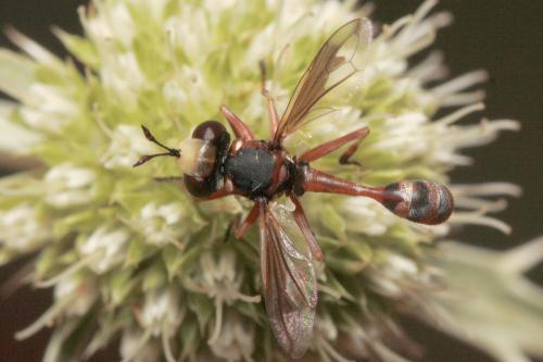 Réf. 61 367 : Physocephala vittata