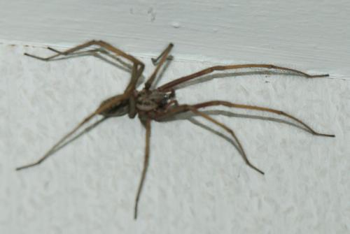 Tegenaria sp.