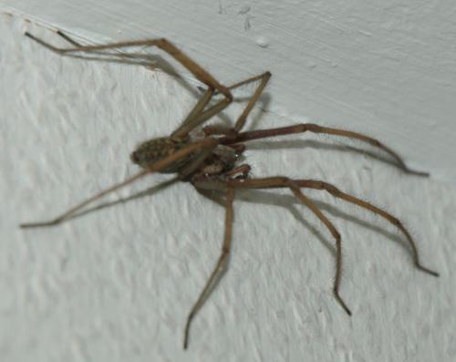 Tegenaria sp.