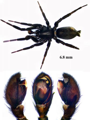 Zelotes subterraneus