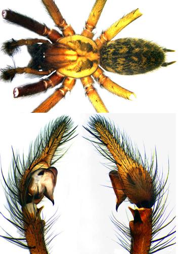 Eratigena atrica
