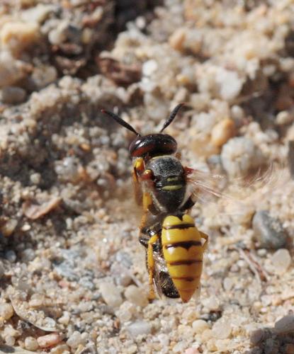 Réf. 61 725 : Philanthus triangulum