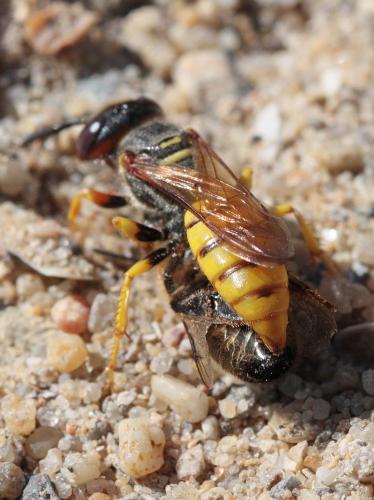 Philanthus triangulum