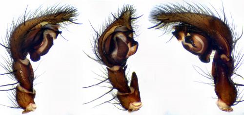 Coelotes terrestris