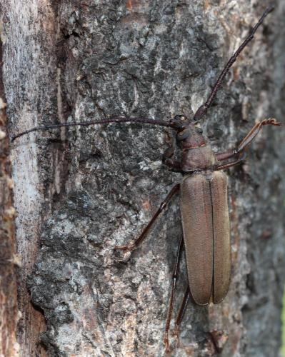 Réf. 61 718 : Aegosoma scabricorne