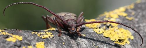 Aegosoma scabricorne