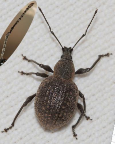 Réf. 61 774 : Otiorhynchus armadillo