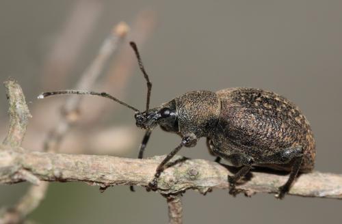 Réf. 61 775 : Otiorhynchus armadillo