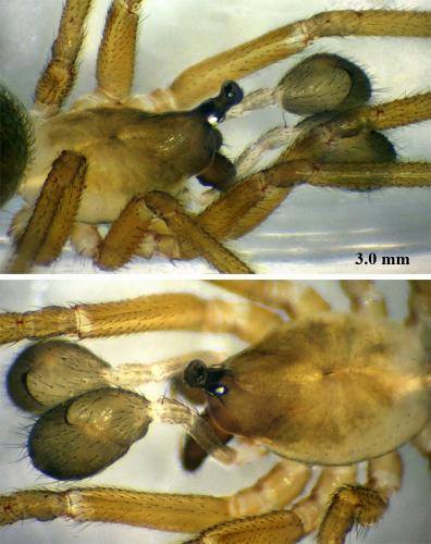 Réf. 61 837 : Walckenaeria acuminata