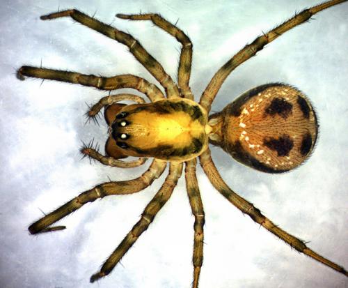 Tapinopa longidens