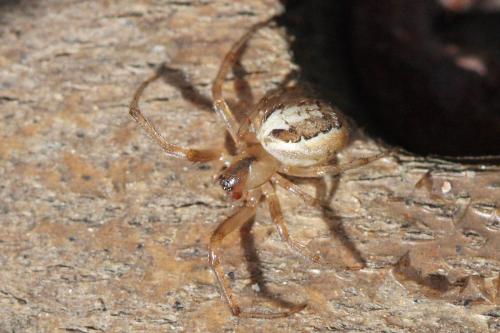 Zygiella sp.