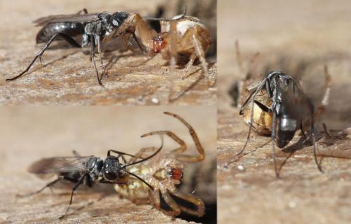 Agenioideus sericeus