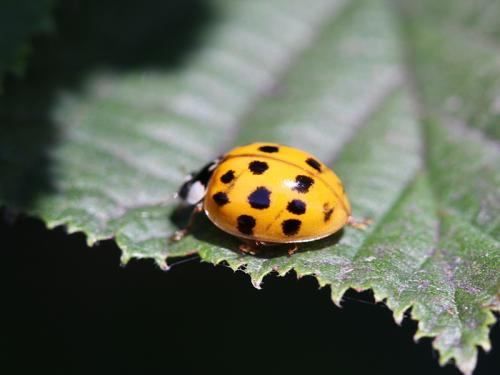 Harmonia axyridis