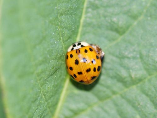 Harmonia axyridis