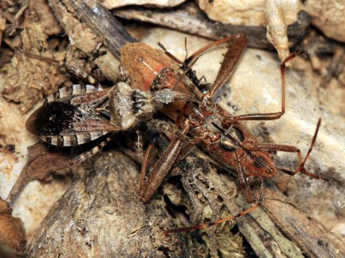 Réf. 61 203 : Coranus griseus