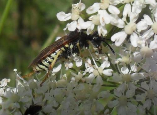 Tenthredo sp.