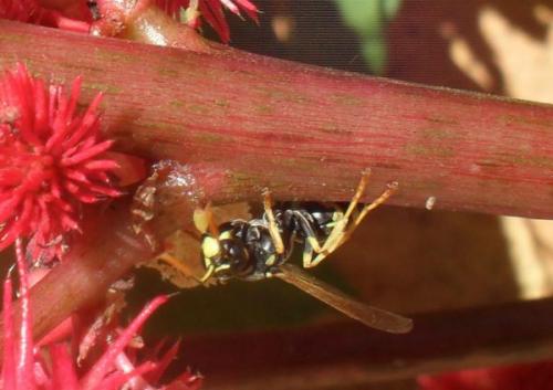 Polistes sp.