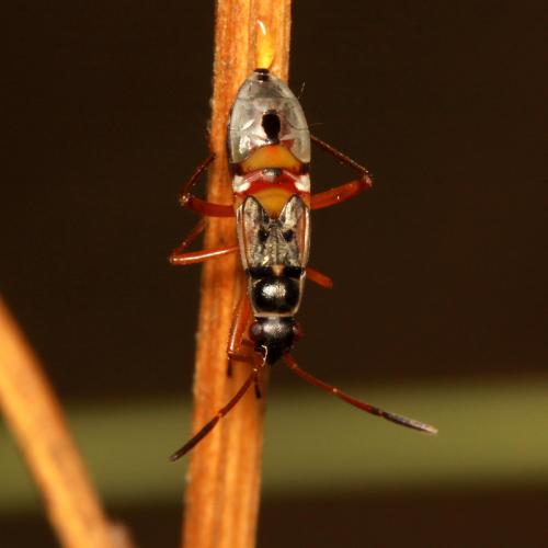Beosus quadripunctatus