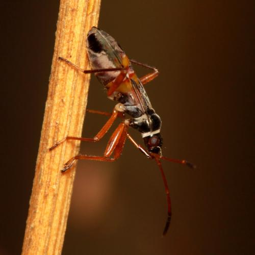Beosus quadripunctatus