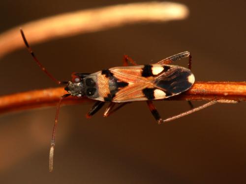 Beosus quadripunctatus