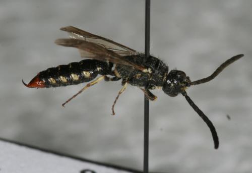 Réf. 61 224 : Poecilotiphia rousselii