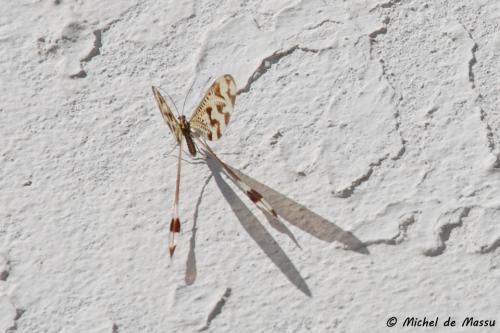 Nemoptera bipennis