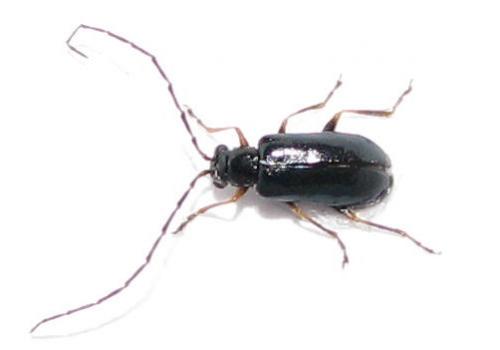 Luperus sp.