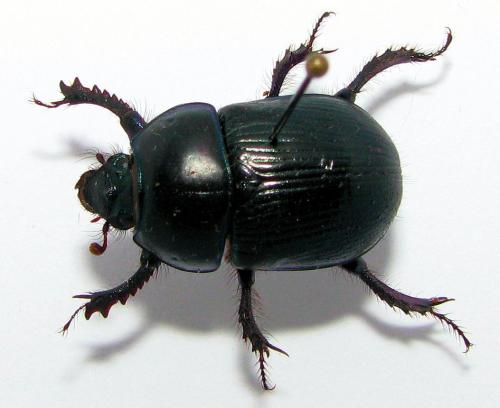 Geotrupes stercorarius