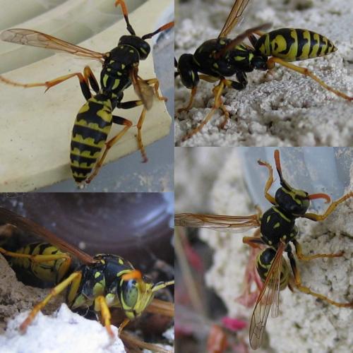 Polistes sp.