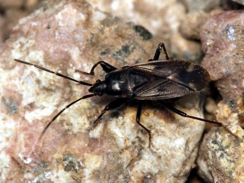 Réf. 61 102 : Eremocoris fenestratus
