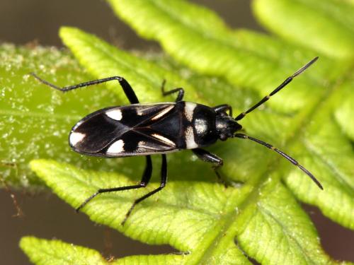 Raglius alboacuminatus