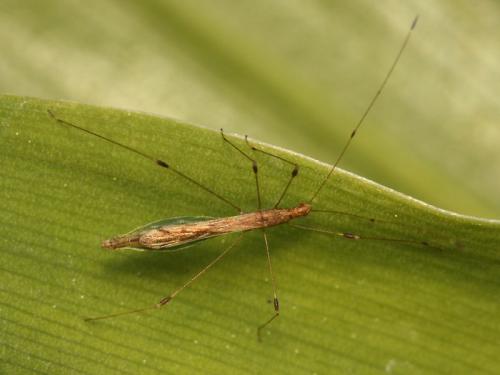 Apoplymus pectoralis