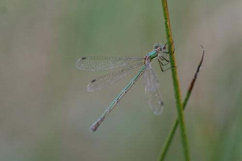 Lestes sponsa