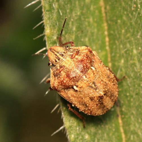 Réf. 61 327 : Psacasta granulata