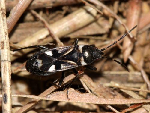 Raglius alboacuminatus