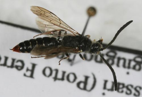 Réf. 61 225 : Poecilotiphia rousselii