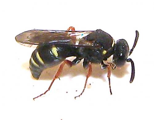 Nysson sp.